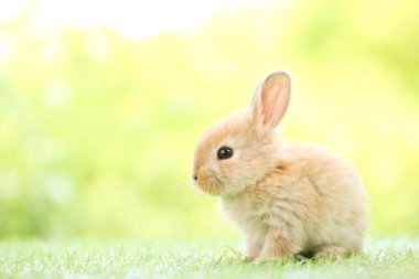 Baharda arka planda doğal bokeh olan yeşil çimenlerin üzerinde şirin küçük bir tavşan. Bahçede oynayan genç sevimli tavşan. Baharda parkta sevimli bir hayvan.
