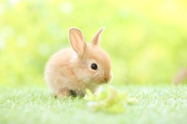 Baharda arka planda doğal bokeh olan yeşil çimenlerin üzerinde şirin küçük bir tavşan. Bahçede oynayan genç sevimli tavşan. Baharda parkta sevimli bir hayvan.