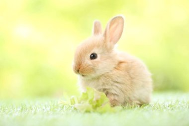 Baharda arka planda doğal bokeh olan yeşil çimenlerin üzerinde şirin küçük bir tavşan. Bahçede oynayan genç sevimli tavşan. Baharda parkta sevimli bir hayvan.