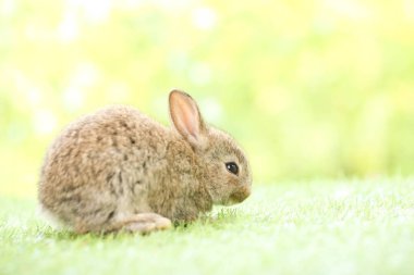 Baharda arka planda doğal bokeh olan yeşil çimenlerin üzerinde şirin küçük bir tavşan. Bahçede oynayan genç sevimli tavşan. Baharda parkta sevimli bir hayvan.