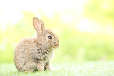 Baharda arka planda doğal bokeh olan yeşil çimenlerin üzerinde şirin küçük bir tavşan. Bahçede oynayan genç sevimli tavşan. Baharda parkta sevimli bir hayvan.