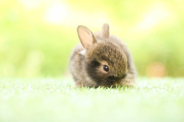 Baharda arka planda doğal bokeh olan yeşil çimenlerin üzerinde şirin küçük bir tavşan. Bahçede oynayan genç sevimli tavşan. Baharda parkta sevimli bir hayvan.