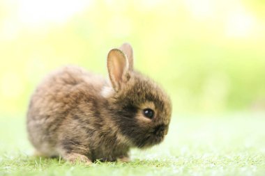 Baharda arka planda doğal bokeh olan yeşil çimenlerin üzerinde şirin küçük bir tavşan. Bahçede oynayan genç sevimli tavşan. Baharda parkta sevimli bir hayvan.