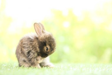 Baharda arka planda doğal bokeh olan yeşil çimenlerin üzerinde şirin küçük bir tavşan. Bahçede oynayan genç sevimli tavşan. Baharda parkta sevimli bir hayvan.