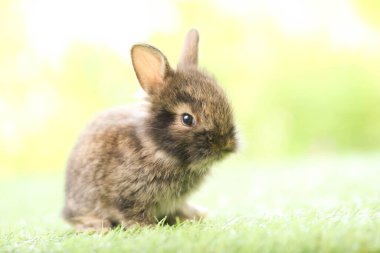 Baharda arka planda doğal bokeh olan yeşil çimenlerin üzerinde şirin küçük bir tavşan. Bahçede oynayan genç sevimli tavşan. Baharda parkta sevimli bir hayvan.