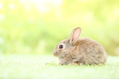 Baharda arka planda doğal bokeh olan yeşil çimenlerin üzerinde şirin küçük bir tavşan. Bahçede oynayan genç sevimli tavşan. Baharda parkta sevimli bir hayvan.