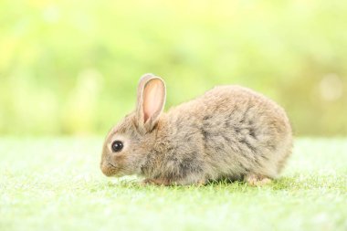 Baharda arka planda doğal bokeh olan yeşil çimenlerin üzerinde şirin küçük bir tavşan. Bahçede oynayan genç sevimli tavşan. Baharda parkta sevimli bir hayvan.