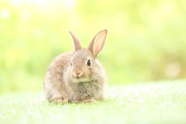 Baharda arka planda doğal bokeh olan yeşil çimenlerin üzerinde şirin küçük bir tavşan. Bahçede oynayan genç sevimli tavşan. Baharda parkta sevimli bir hayvan.