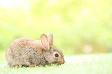 Baharda arka planda doğal bokeh olan yeşil çimenlerin üzerinde şirin küçük bir tavşan. Bahçede oynayan genç sevimli tavşan. Baharda parkta sevimli bir hayvan.