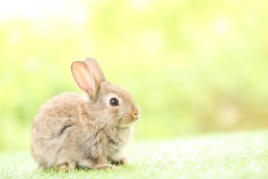 Baharda arka planda doğal bokeh olan yeşil çimenlerin üzerinde şirin küçük bir tavşan. Bahçede oynayan genç sevimli tavşan. Baharda parkta sevimli bir hayvan.