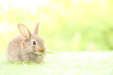 Baharda arka planda doğal bokeh olan yeşil çimenlerin üzerinde şirin küçük bir tavşan. Bahçede oynayan genç sevimli tavşan. Baharda parkta sevimli bir hayvan.