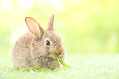 Baharda arka planda doğal bokeh olan yeşil çimenlerin üzerinde şirin küçük bir tavşan. Bahçede oynayan genç sevimli tavşan. Baharda parkta sevimli bir hayvan.