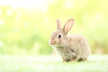 Baharda arka planda doğal bokeh olan yeşil çimenlerin üzerinde şirin küçük bir tavşan. Bahçede oynayan genç sevimli tavşan. Baharda parkta sevimli bir hayvan.