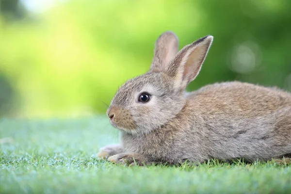 Carino Coniglietto Erba Verde Con Bokeh Naturale Come Sfondo Durante — Foto Stock