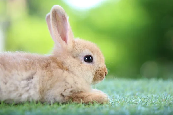 Mignon Petit Lapin Sur Herbe Verte Avec Bokeh Naturel Comme — Photo