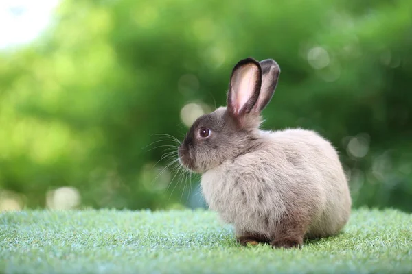 Söt Liten Kanin Grönt Gräs Med Naturlig Bokeh Som Bakgrund — Stockfoto