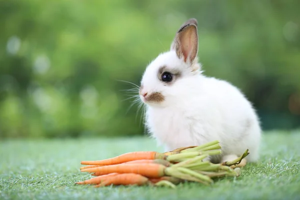 봄철에는 자연적 배경으로 풀밭에 귀여운 토끼가 정원에서 귀여운 공원에서 수있는 — 스톡 사진