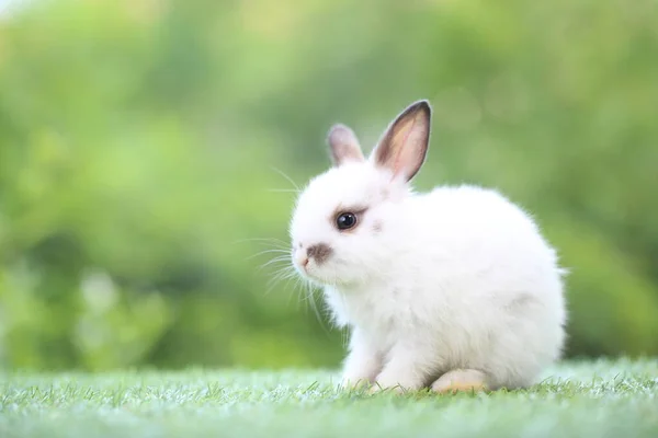 Cute Little Rabbit Green Grass Natural Bokeh Background Spring Young — стоковое фото