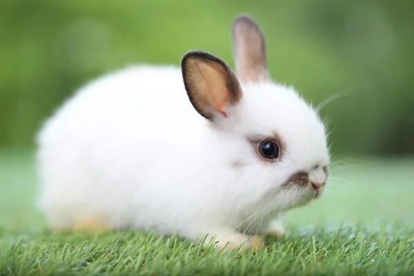 Cute Little Rabbit Green Grass Natural Bokeh Background Spring Young — стоковое фото