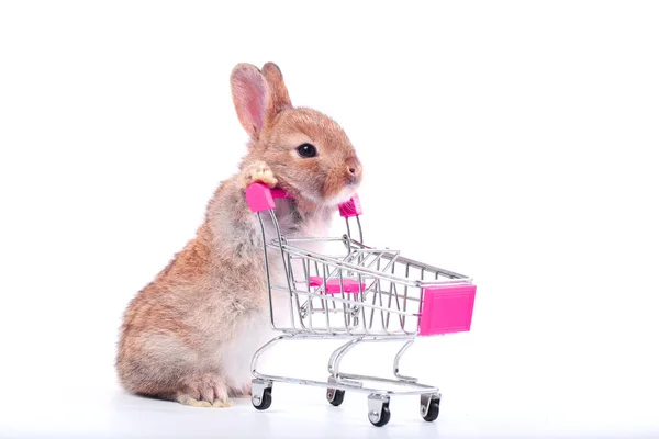 Cute Little Rabbit Stand Hold Trolley White Background Young Adorable — Zdjęcie stockowe
