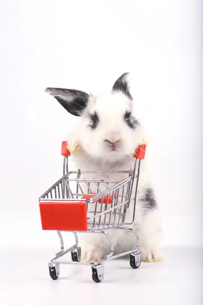 Cute Little Rabbit Stand Hold Trolley White Background Young Adorable — Zdjęcie stockowe