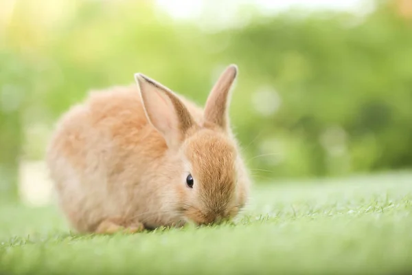 Cute Little Rabbit Green Grass Natural Bokeh Background Spring Young — Stok fotoğraf