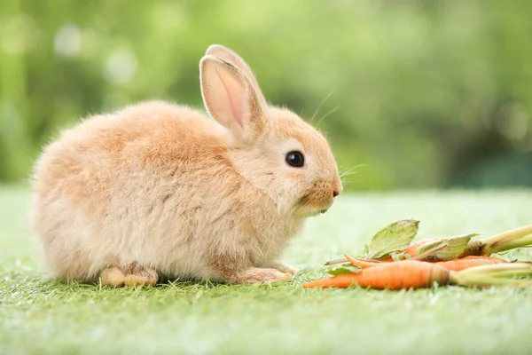 Cute Little Rabbit Green Grass Natural Bokeh Background Spring Young — Photo