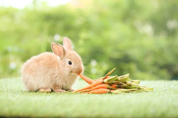 Cute Little Rabbit Green Grass Natural Bokeh Background Spring Young — ストック写真