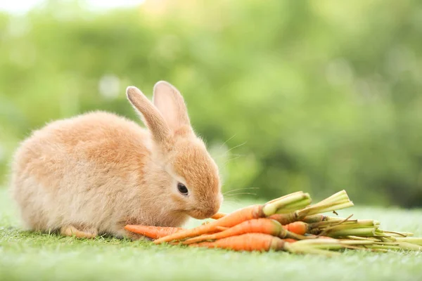 Cute Little Rabbit Green Grass Natural Bokeh Background Spring Young — Stockfoto