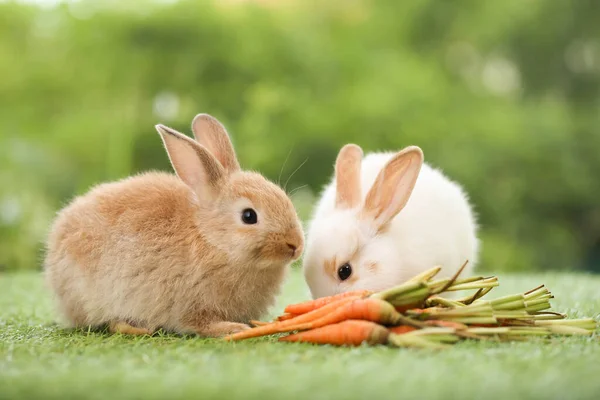 Cute Little Rabbit Green Grass Natural Bokeh Background Spring Young — Stockfoto