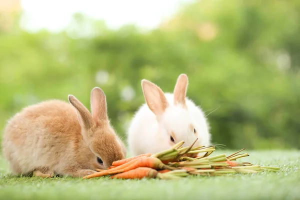 Cute Little Rabbit Green Grass Natural Bokeh Background Spring Young — Stok fotoğraf