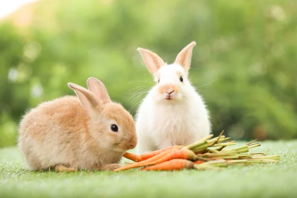 Cute Little Rabbit Green Grass Natural Bokeh Background Spring Young — Stok fotoğraf