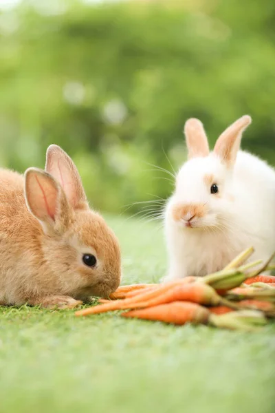 Cute Little Rabbit Green Grass Natural Bokeh Background Spring Young — Stok fotoğraf