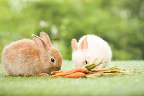 Cute Little Rabbit Green Grass Natural Bokeh Background Spring Young — Fotografia de Stock