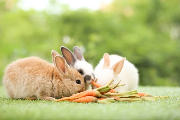 Cute Little Rabbit Green Grass Natural Bokeh Background Spring Young — Fotografia de Stock