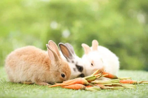 Cute Little Rabbit Green Grass Natural Bokeh Background Spring Young — Stockfoto