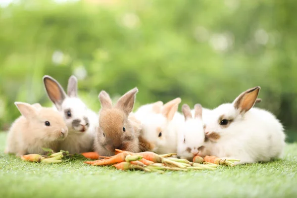 Cute Little Rabbit Green Grass Natural Bokeh Background Spring Young — Stockfoto