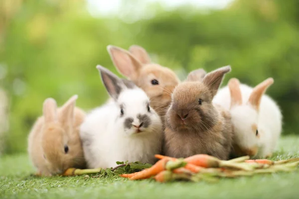 Cute Little Rabbit Green Grass Natural Bokeh Background Spring Young — 스톡 사진