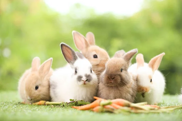 Cute little rabbit on green grass with natural bokeh as background during spring. Young adorable bunny playing in garden. Lovely pet at park in spring.