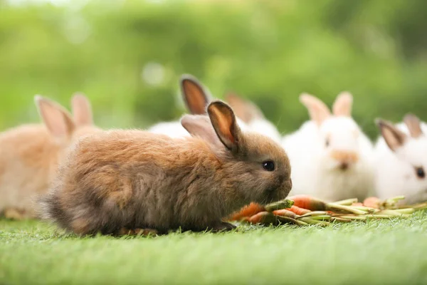 Cute Little Rabbit Green Grass Natural Bokeh Background Spring Young — Zdjęcie stockowe