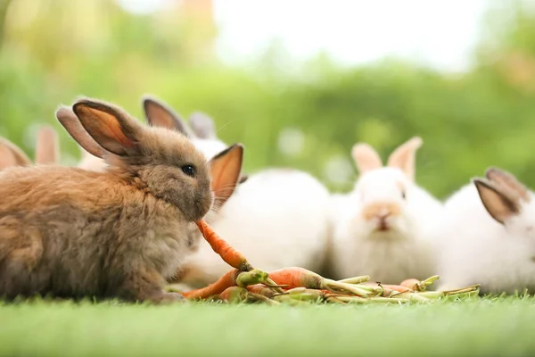 봄철에는 자연적 배경으로 풀밭에 귀여운 토끼가 정원에서 귀여운 공원에서의 귀여운 — 스톡 사진