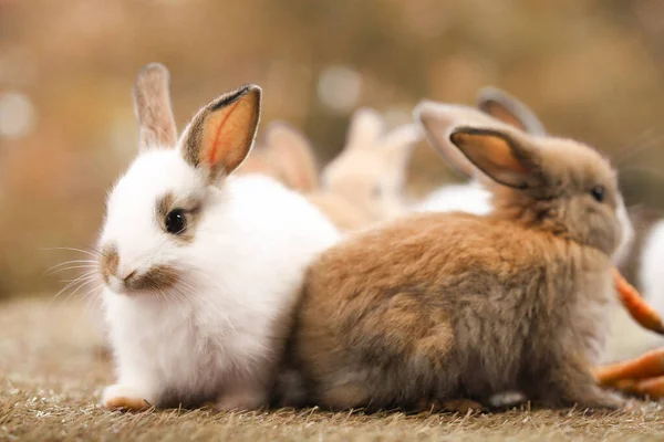 Cute Little Rabbit Green Grass Natural Bokeh Background Spring Young — Stock fotografie