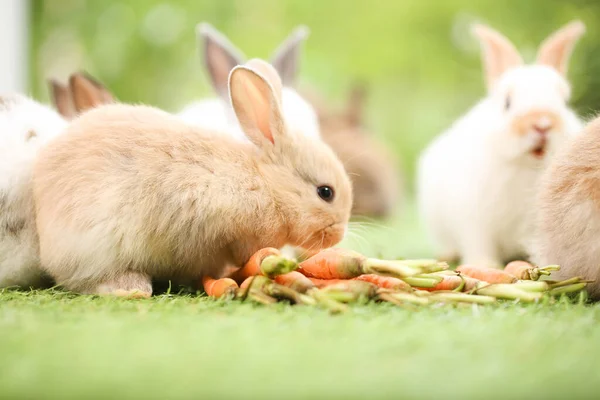 Cute Little Rabbit Green Grass Natural Bokeh Background Spring Young — Zdjęcie stockowe