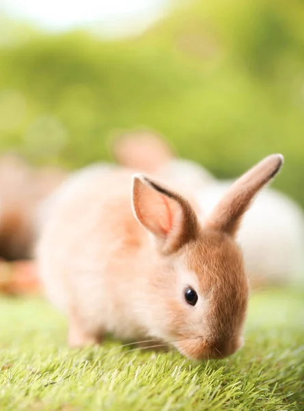 Cute Little Rabbit Green Grass Natural Bokeh Background Spring Young — Foto Stock