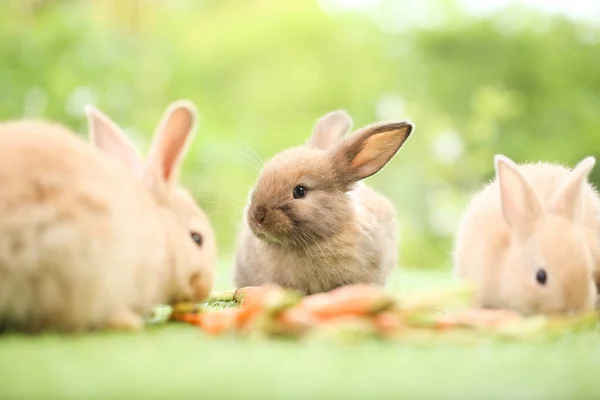 Cute Little Rabbit Green Grass Natural Bokeh Background Spring Young — 스톡 사진