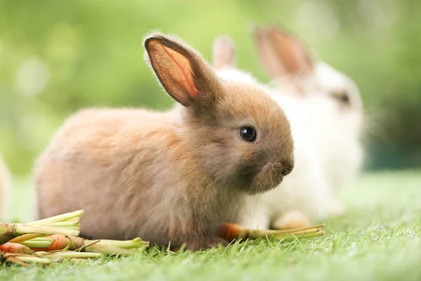 Cute Little Rabbit Green Grass Natural Bokeh Background Spring Young — Stockfoto