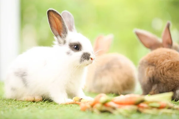 Cute Little Rabbit Green Grass Natural Bokeh Background Spring Young — kuvapankkivalokuva