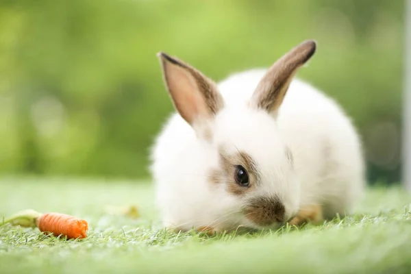 Cute Little Rabbit Green Grass Natural Bokeh Background Spring Young — Stok fotoğraf