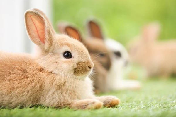 Cute Little Rabbit Green Grass Natural Bokeh Background Spring Young — Stock fotografie