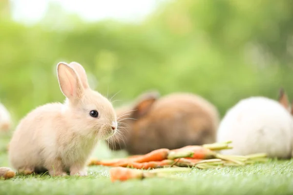 Cute Little Rabbit Green Grass Natural Bokeh Background Spring Young — стоковое фото